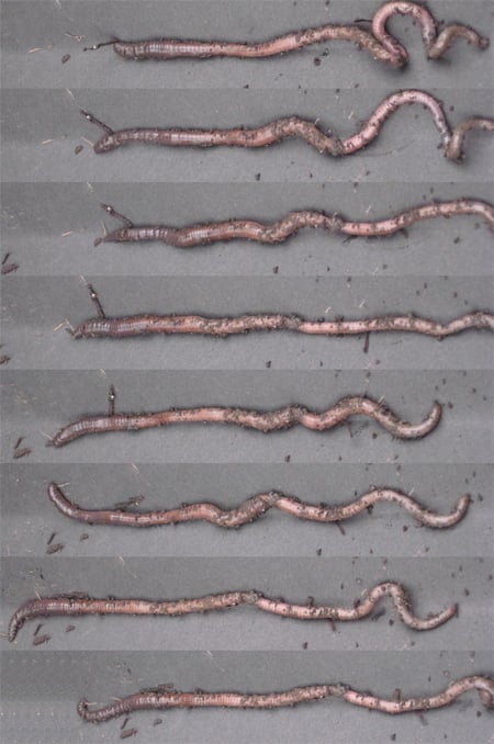 Earthworm locomotion